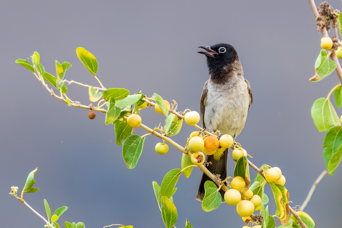 White-spectacled Bulbul - ML617881856