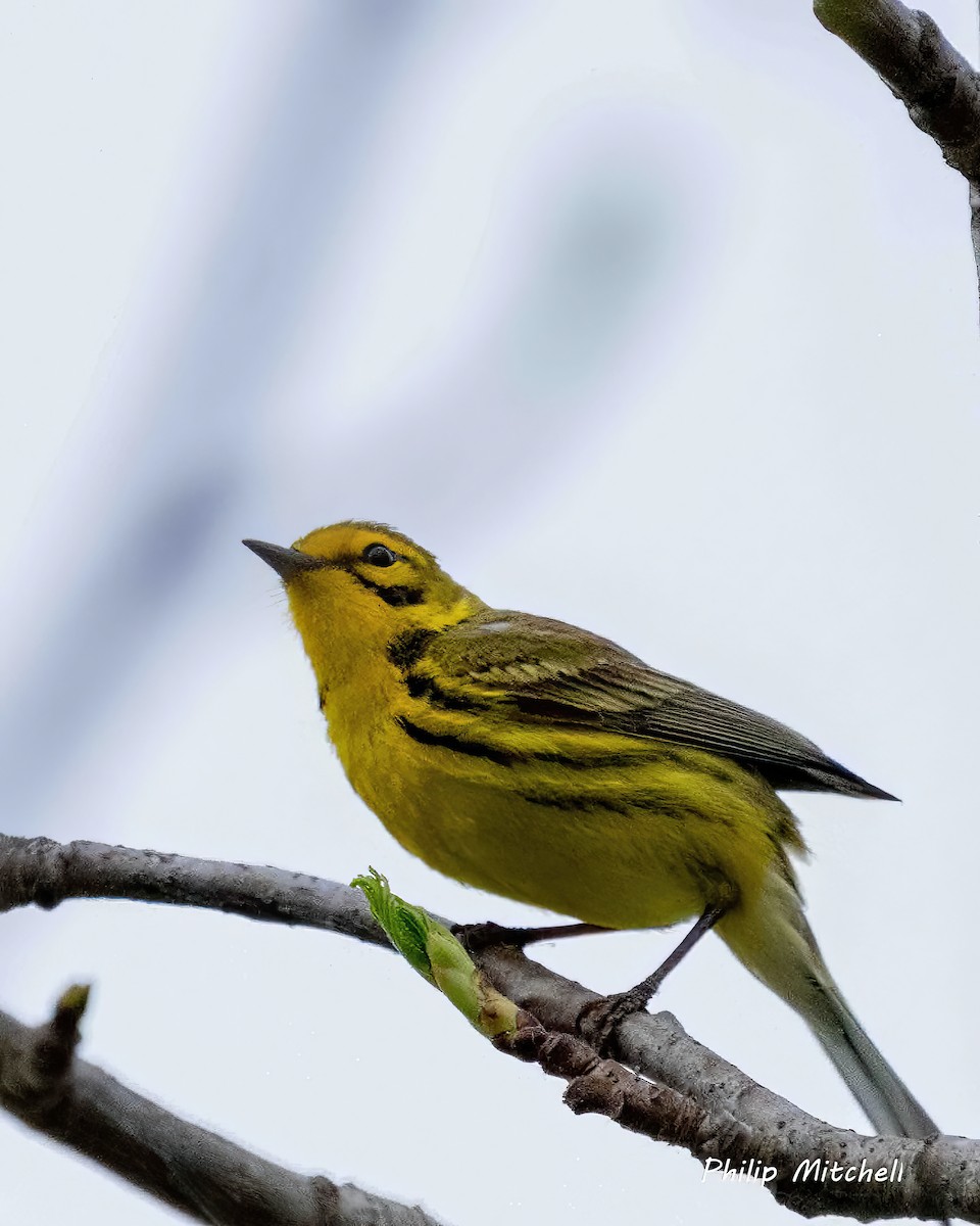 Prairie Warbler - Philip Mitchell