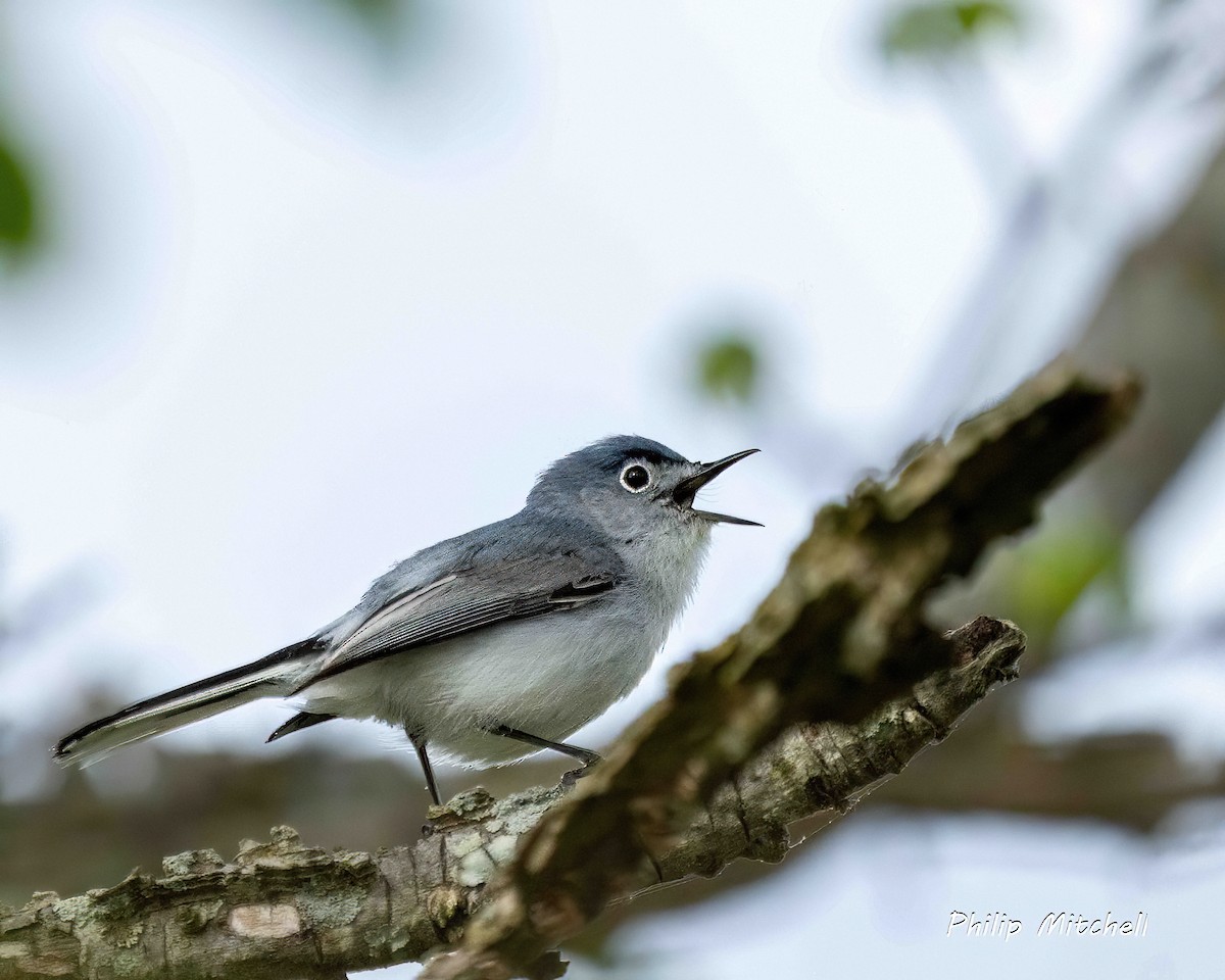 Blue-gray Gnatcatcher - Philip Mitchell