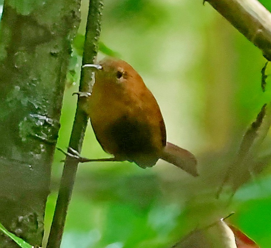 House Wren (Dominica) - ML617881911