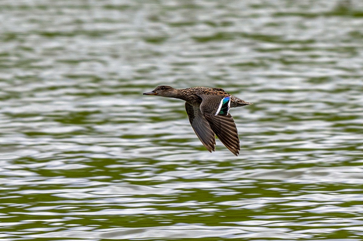 Green-winged Teal - ML617881914