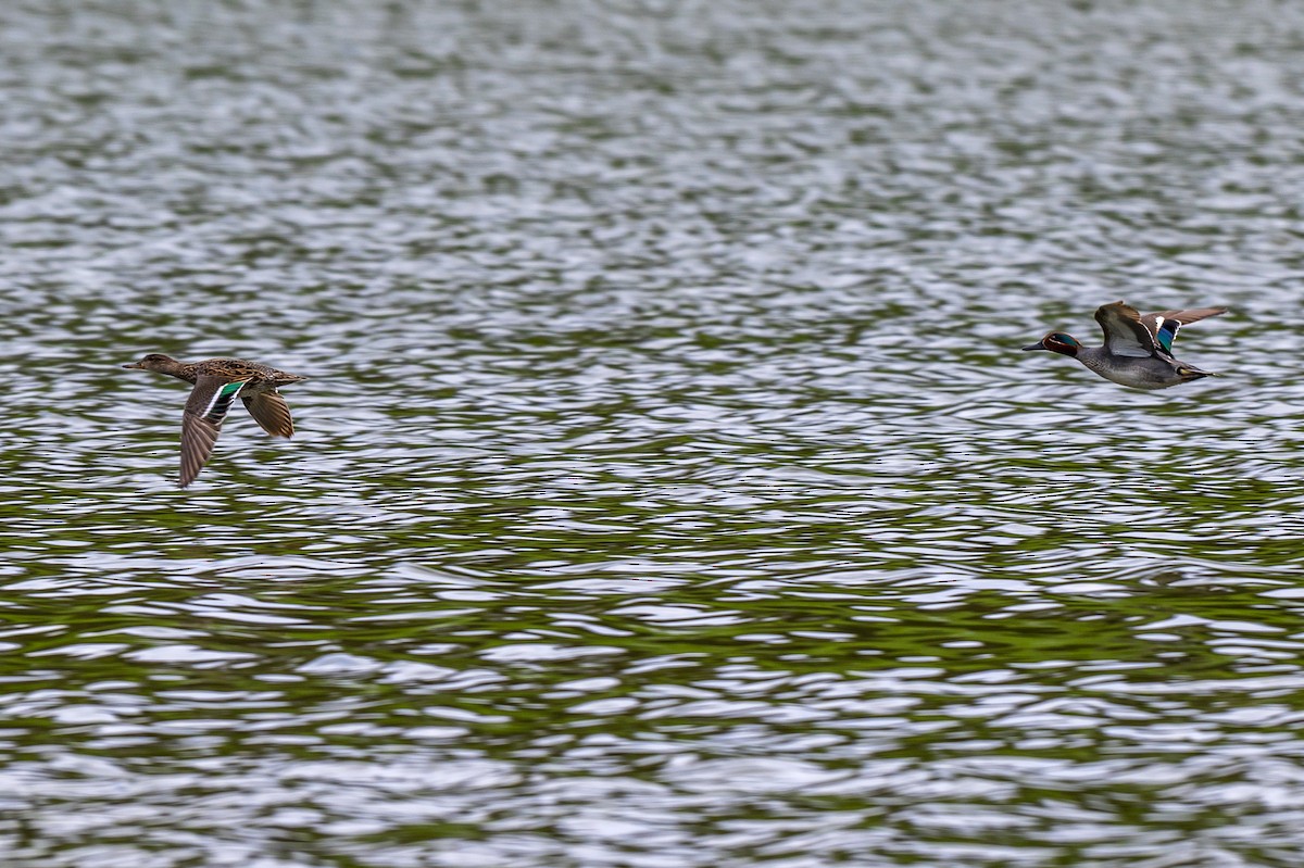 Green-winged Teal - ML617881916