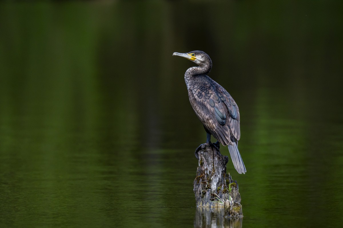 Great Cormorant - ML617881922