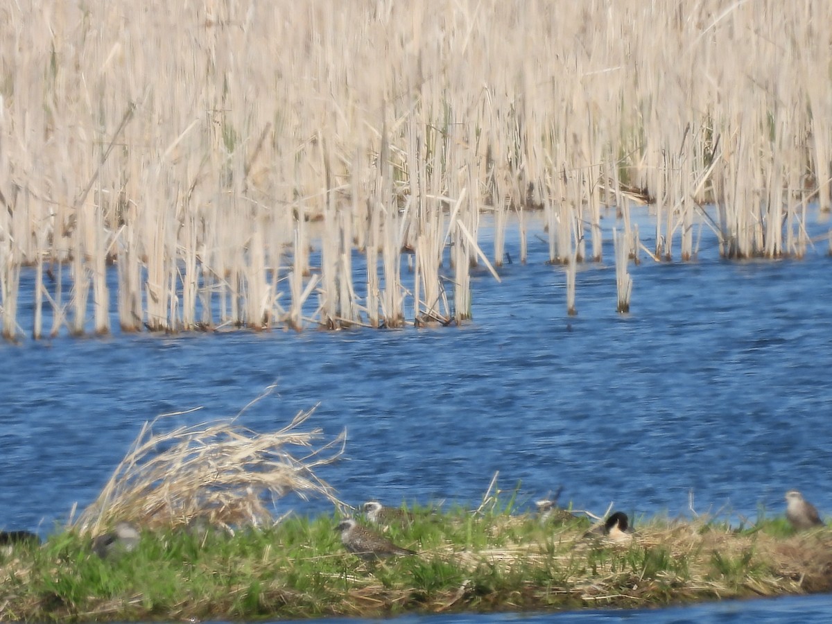 American Golden-Plover - Clayton Will