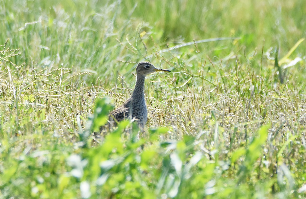 Upland Sandpiper - ML617882013