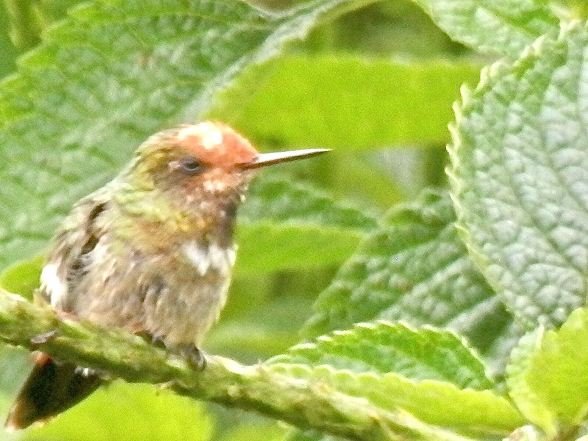 Spangled Coquette - RESERVA MUNAY SUYU