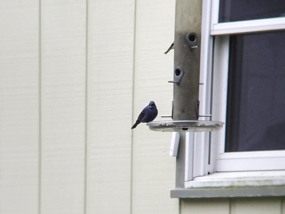 Blue Grosbeak - Ethan Chaffee