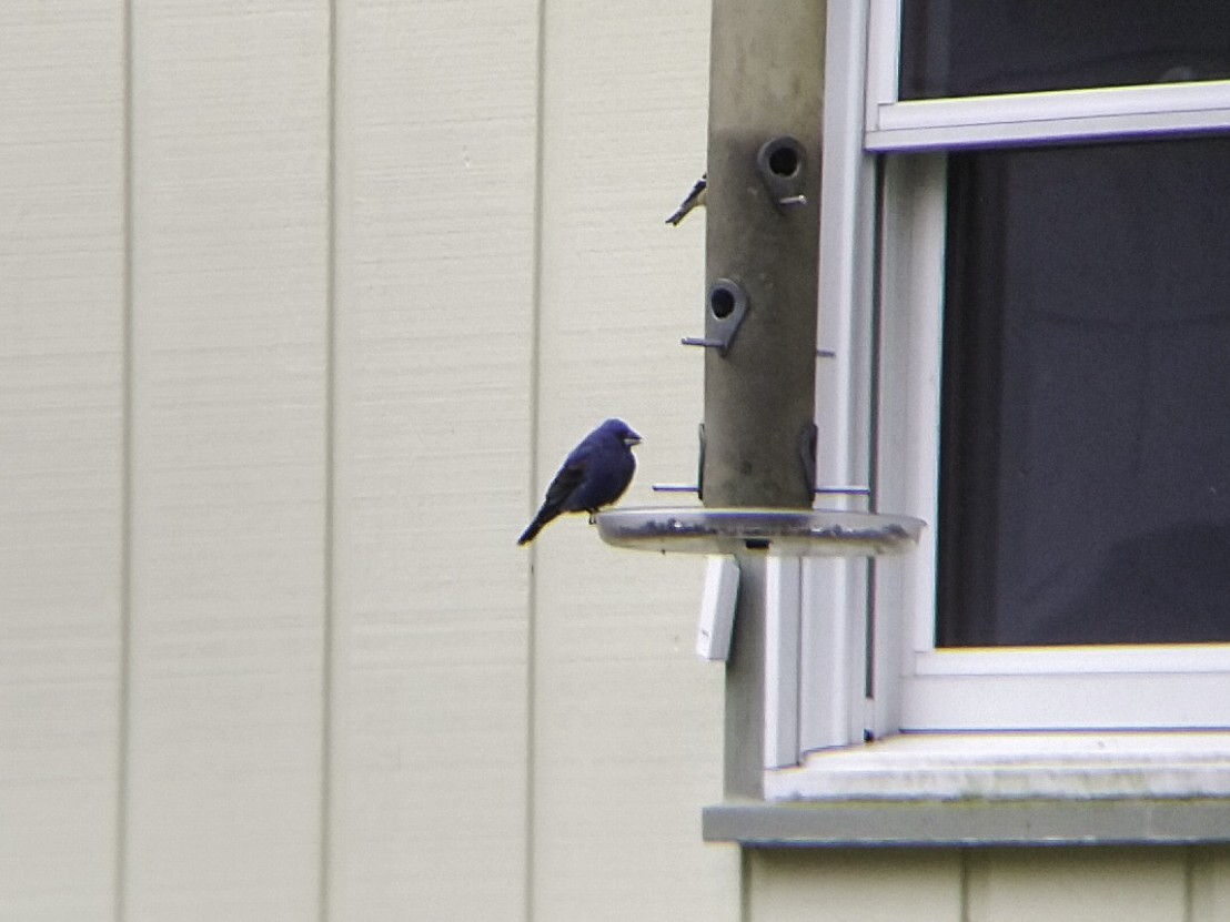 Blue Grosbeak - Ethan Chaffee