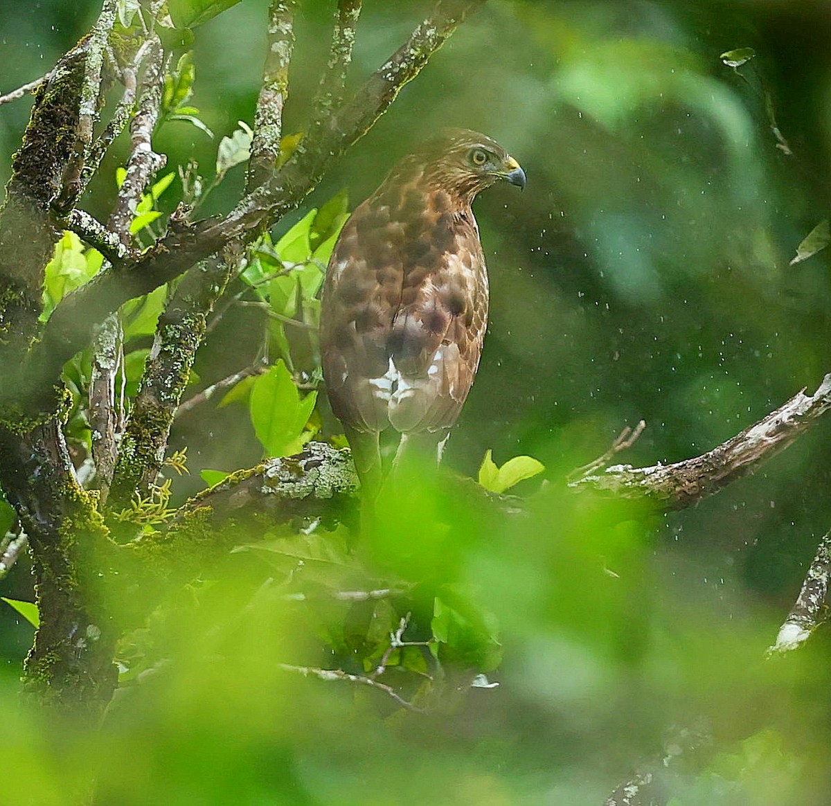 Broad-winged Hawk - ML617882180