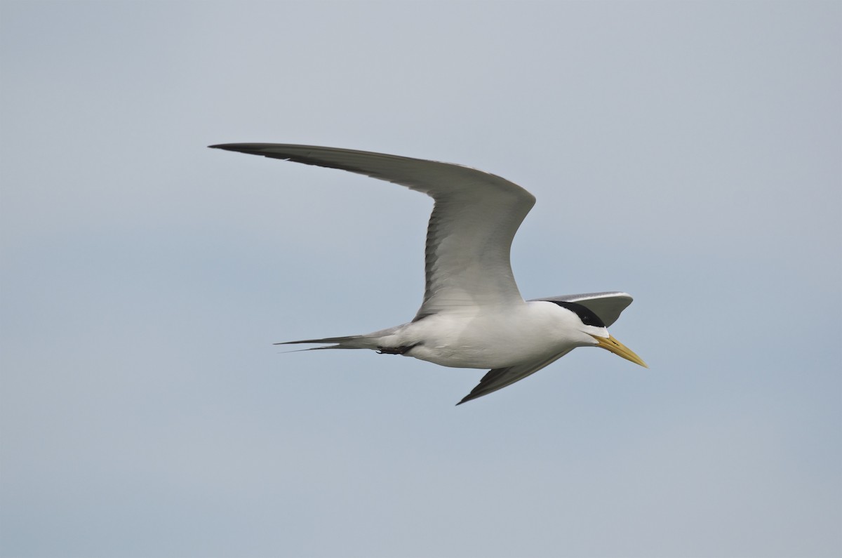 Great Crested Tern - Chun-Chieh Liao