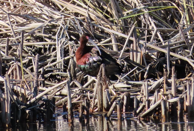 White-faced Ibis - ML617882239