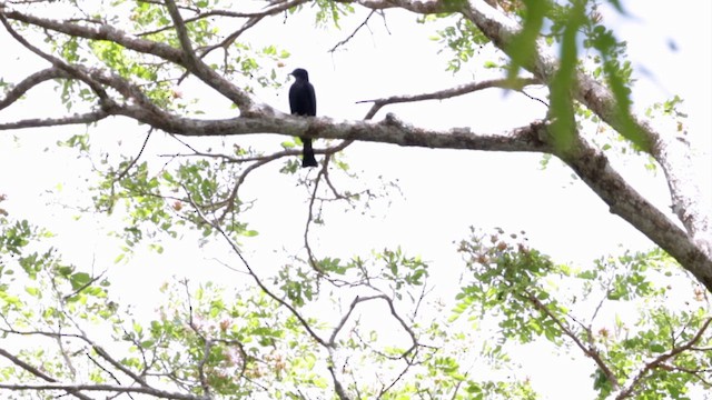 Cuclillo Drongo Colitruncado - ML617882251