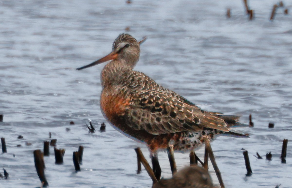 Hudsonian Godwit - Randall Everts