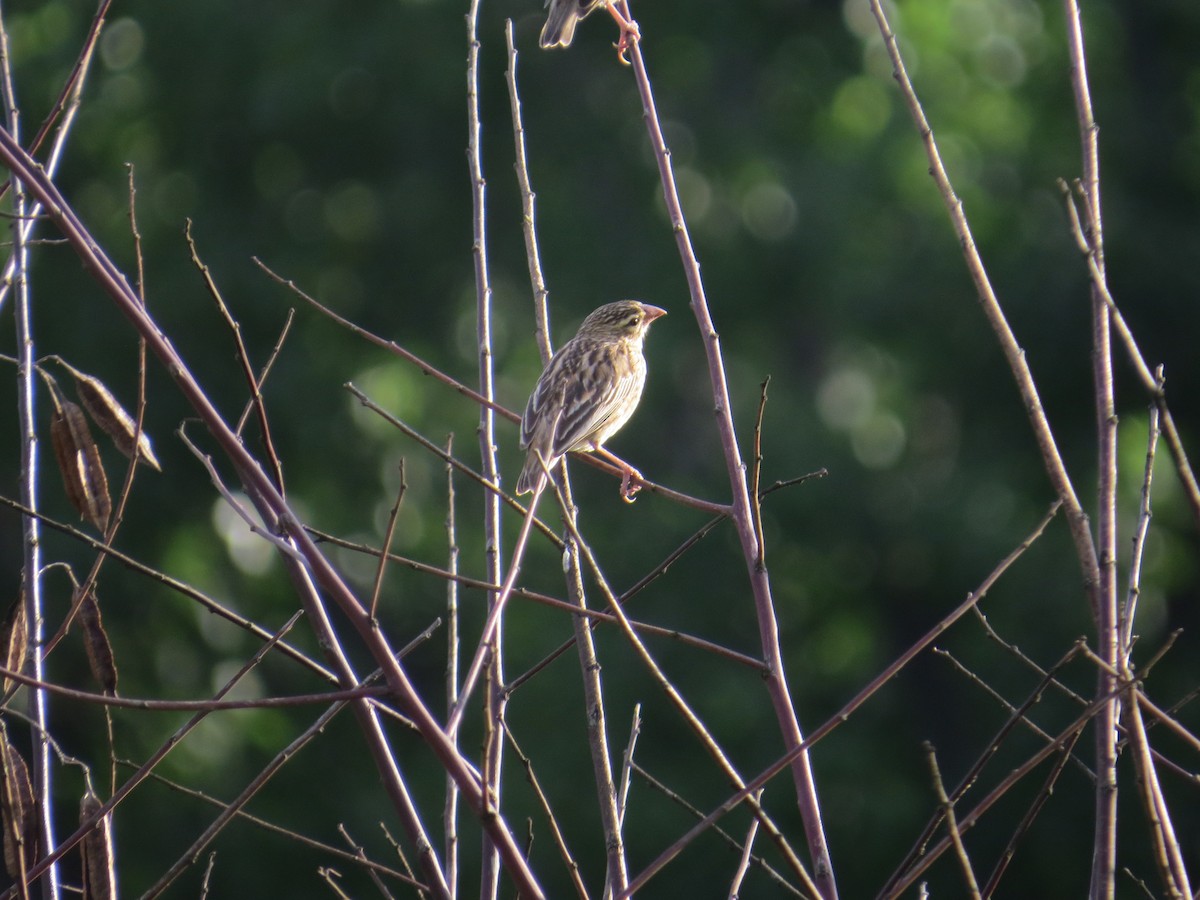 Southern Red Bishop - Andrew Cauldwell