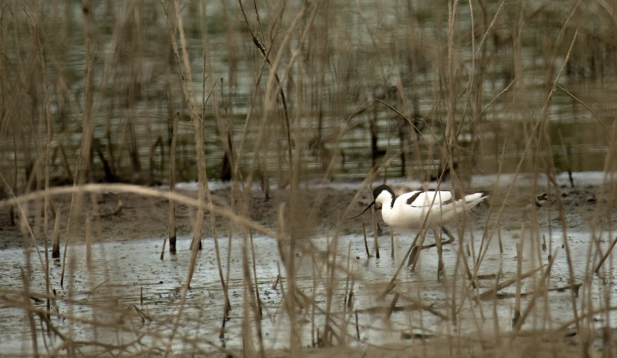 Avocette élégante - ML617882349