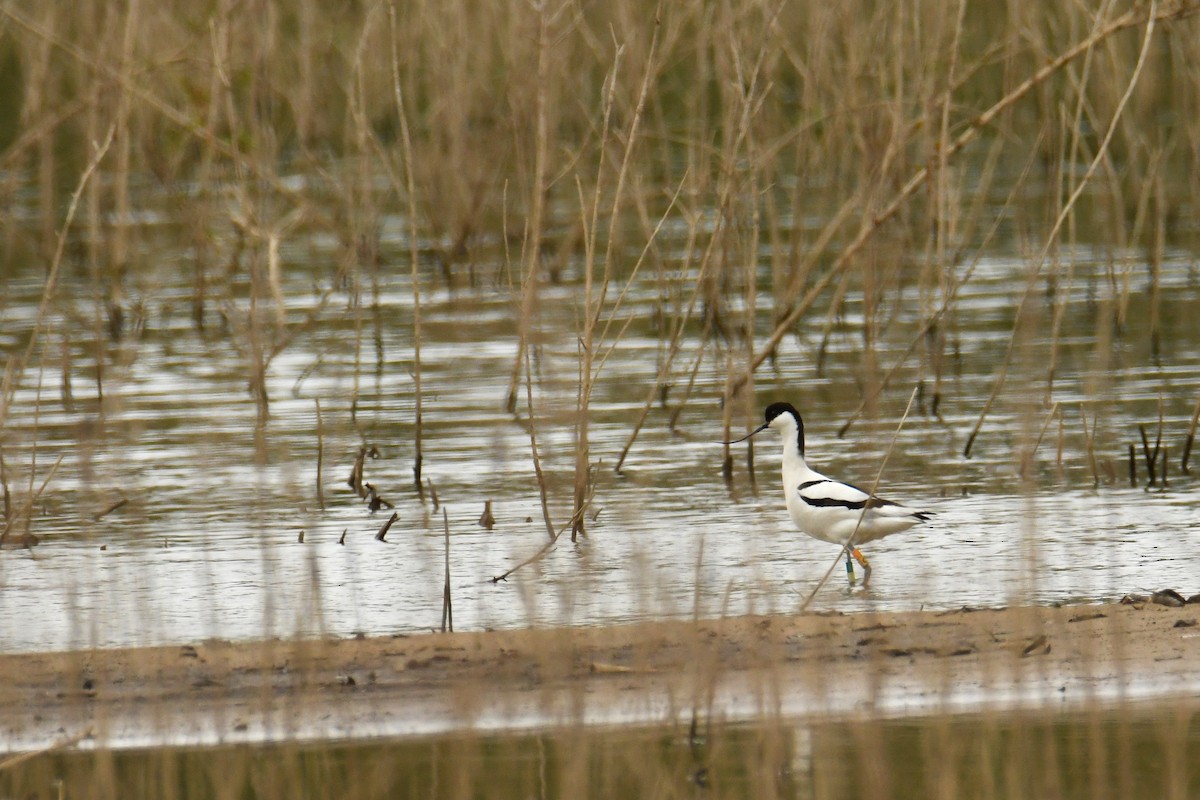 Pied Avocet - ML617882350