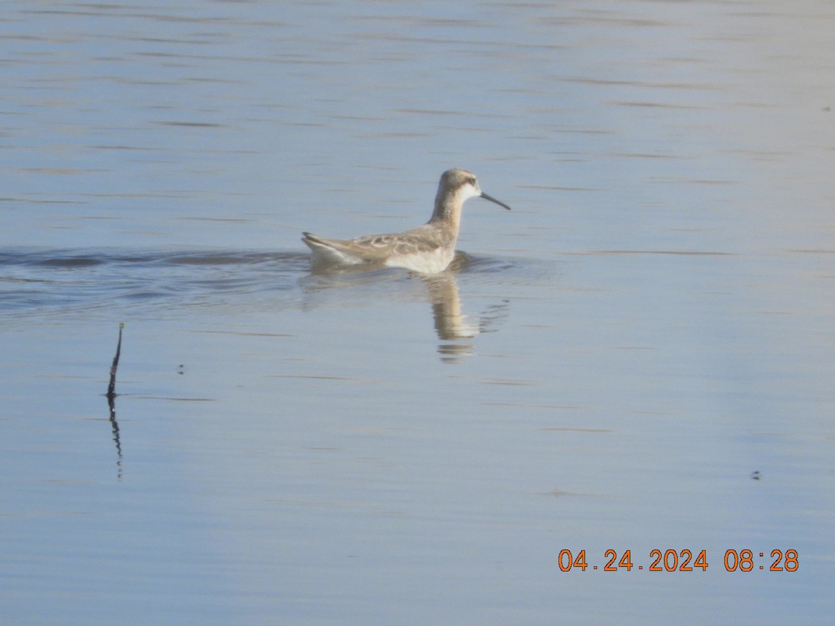 Wilson's Phalarope - ML617882372