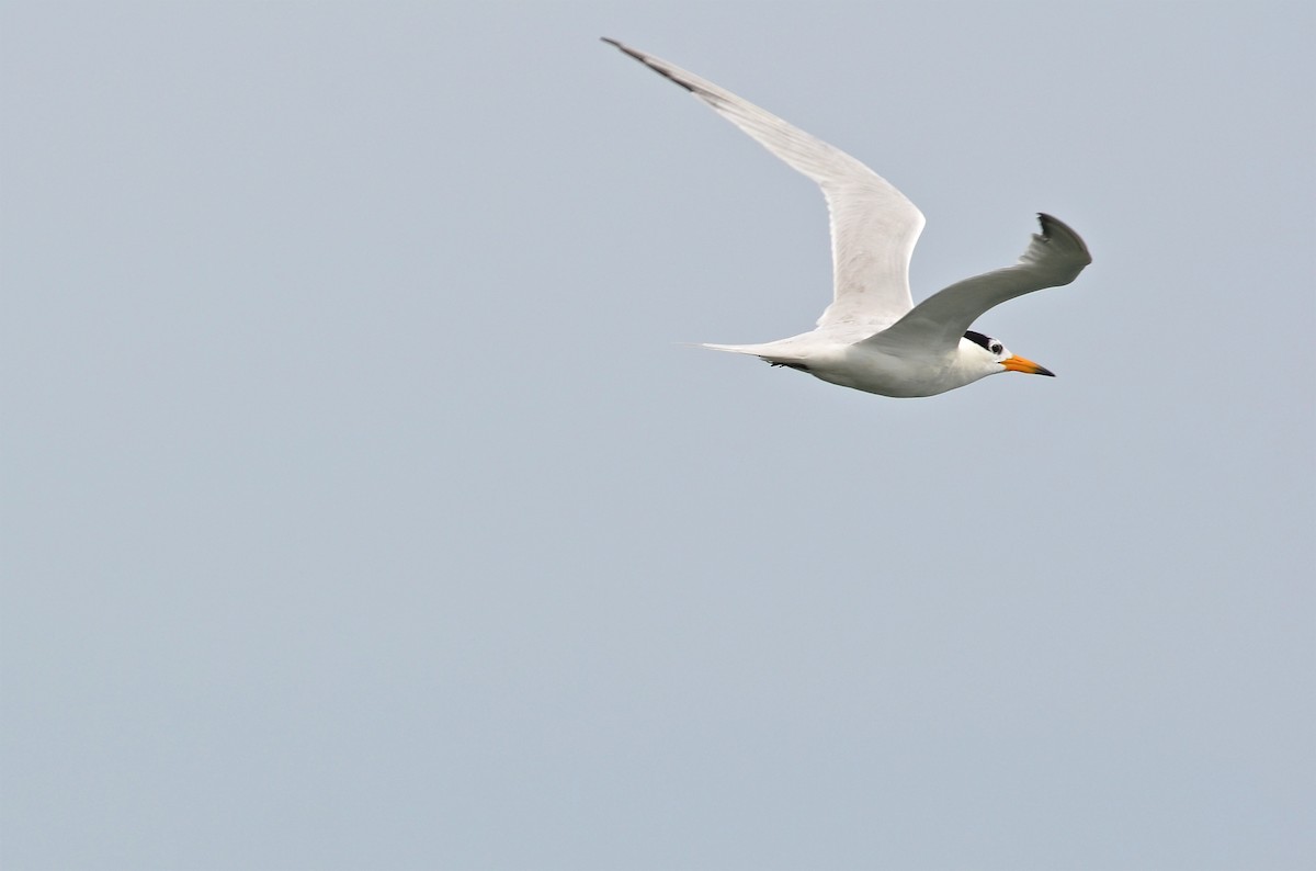 Chinese Crested Tern - ML61788241