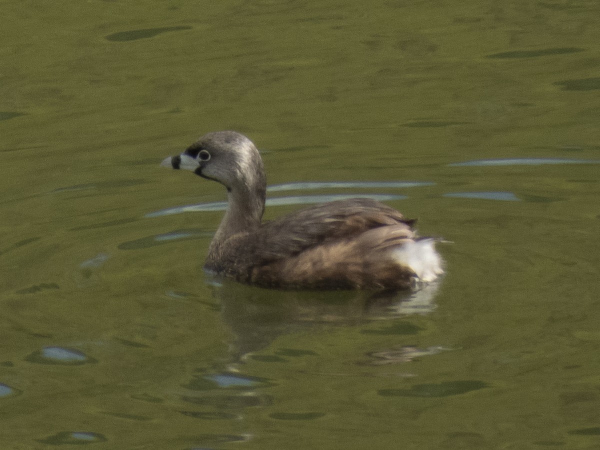 Pied-billed Grebe - ML617882412