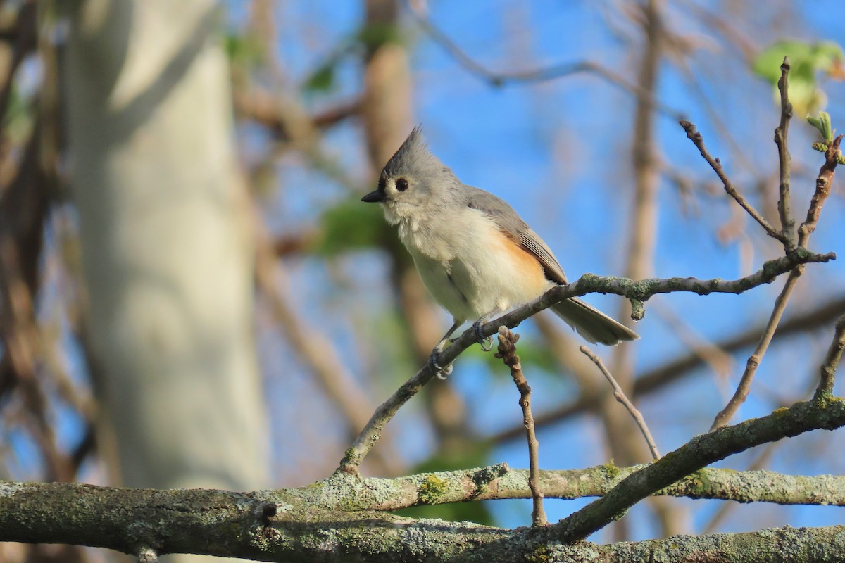 Tufted Titmouse - Terry Swope