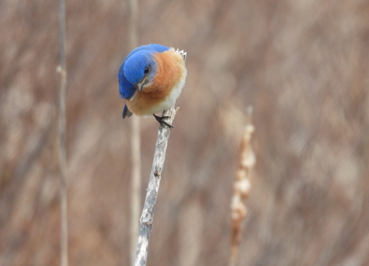 Eastern Bluebird - ML617882424