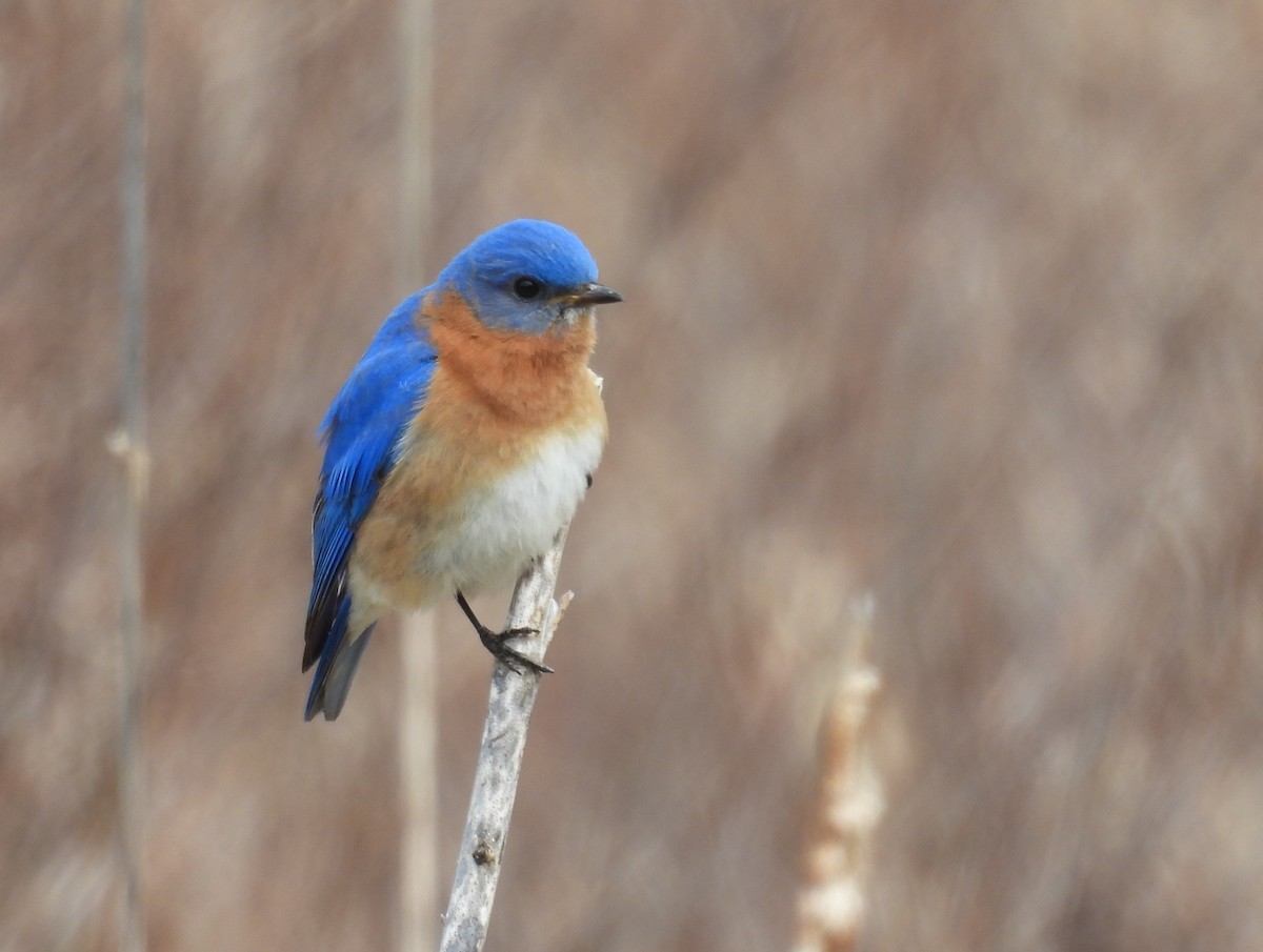 Eastern Bluebird - ML617882426