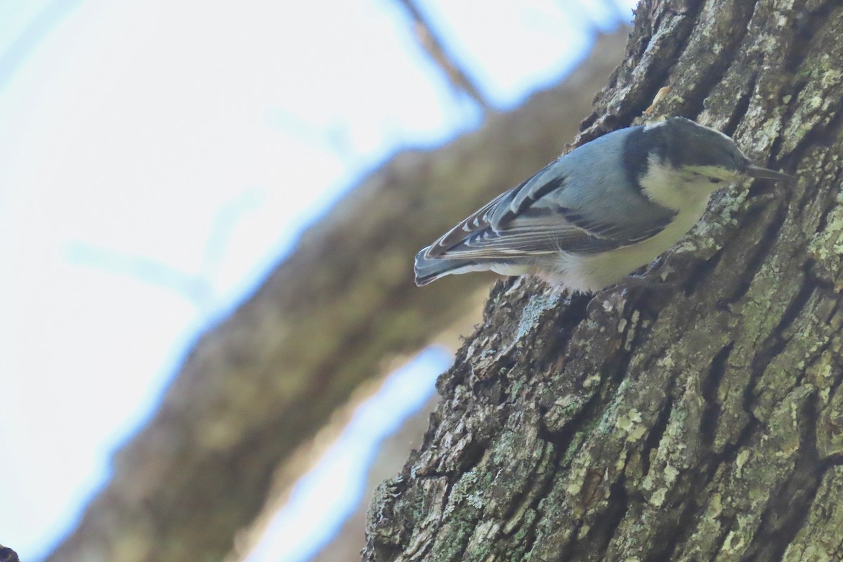 White-breasted Nuthatch - ML617882428