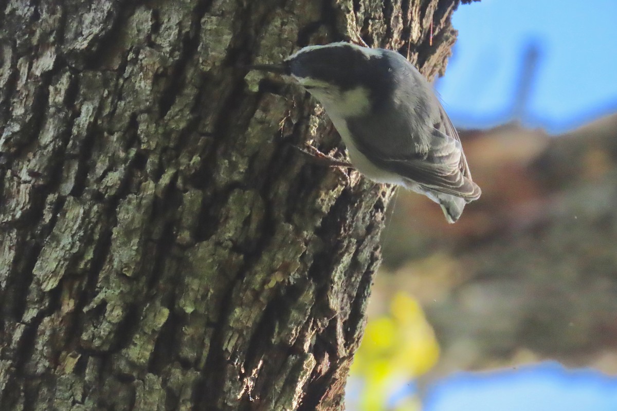 White-breasted Nuthatch - ML617882429