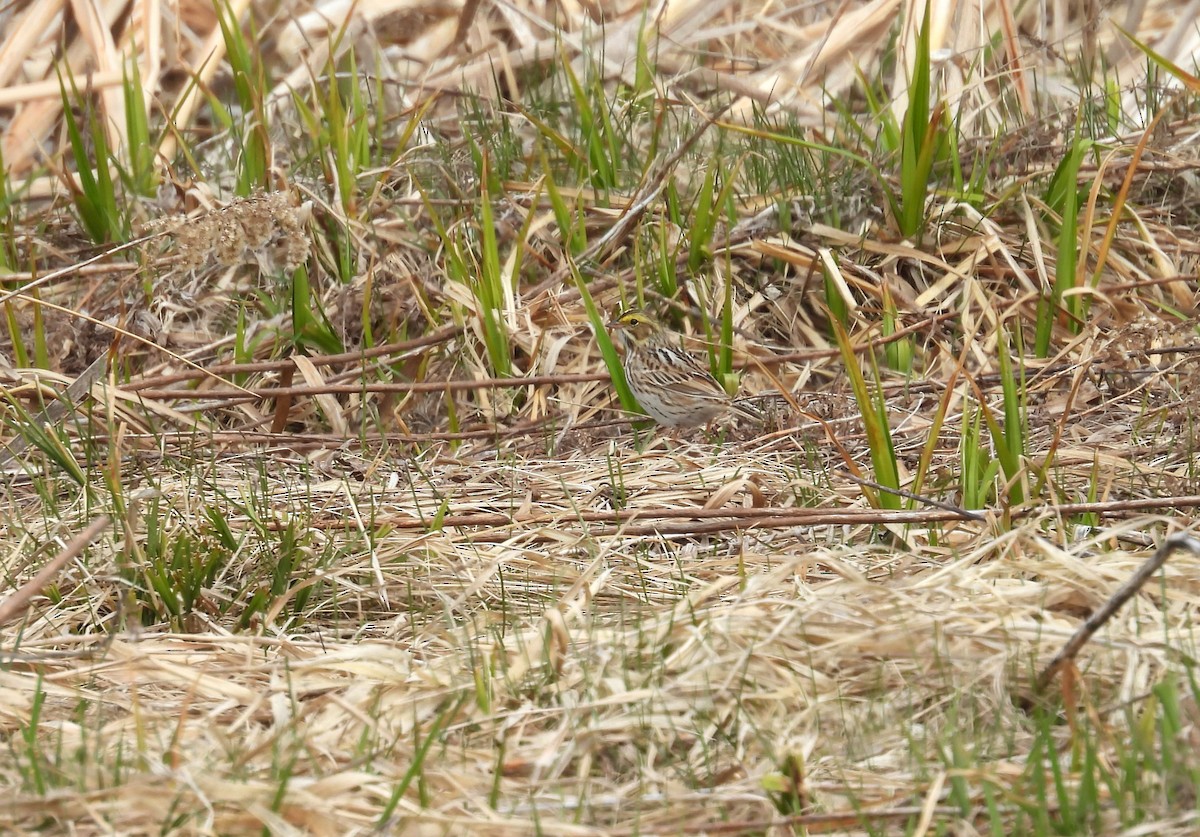 Savannah Sparrow - ML617882437