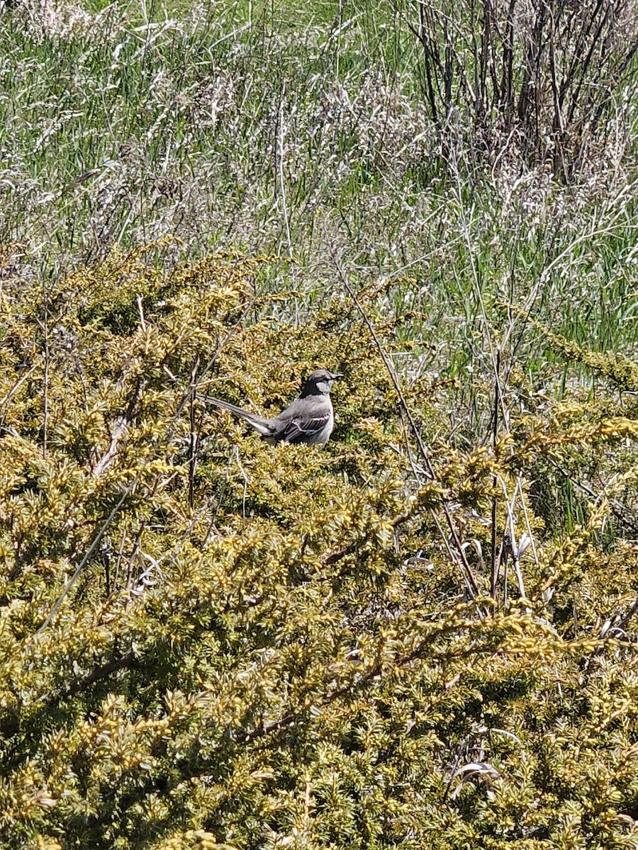 Northern Mockingbird - ML617882449