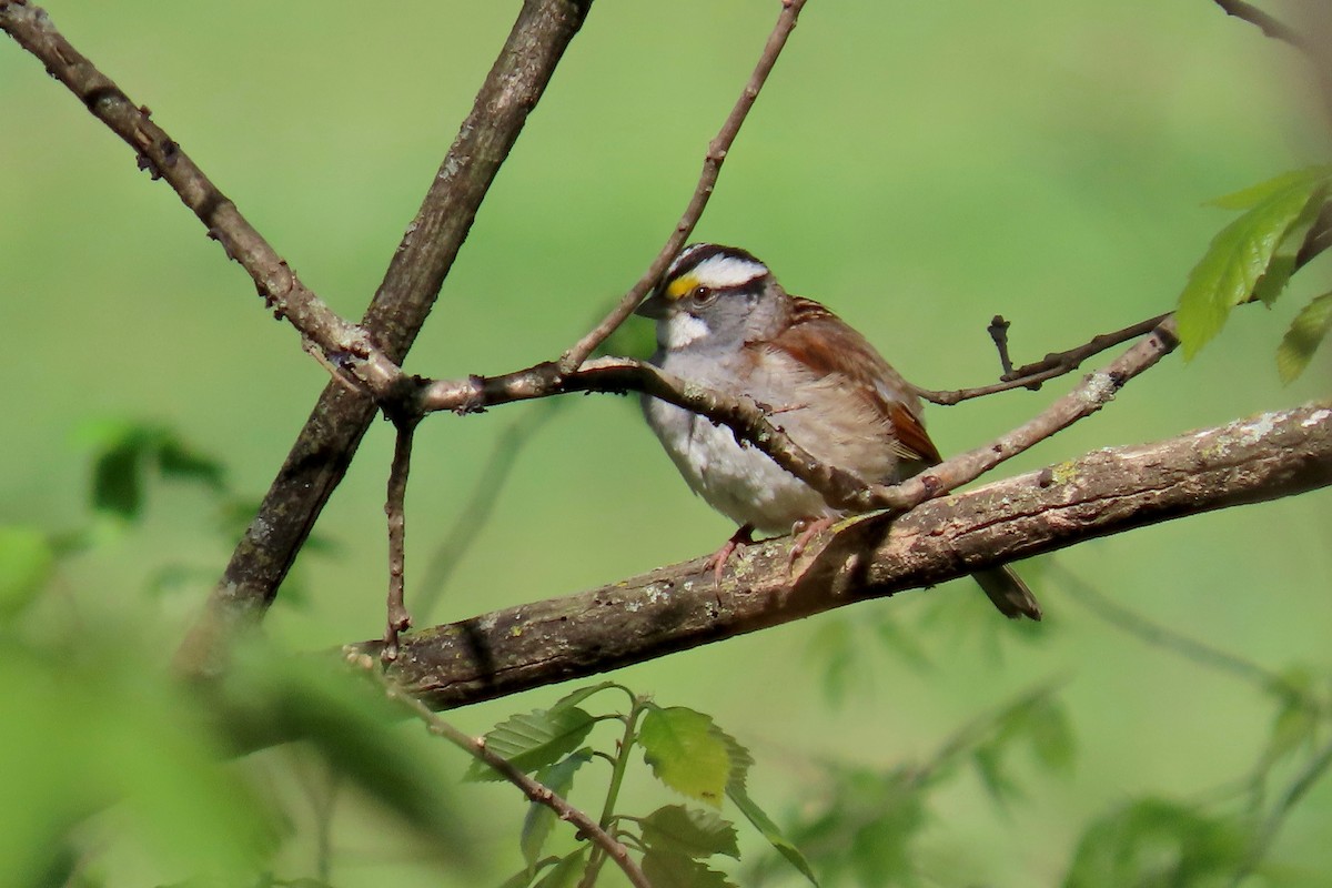 White-throated Sparrow - ML617882450