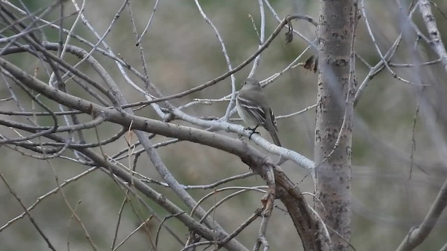 Gray Flycatcher - ML617882457