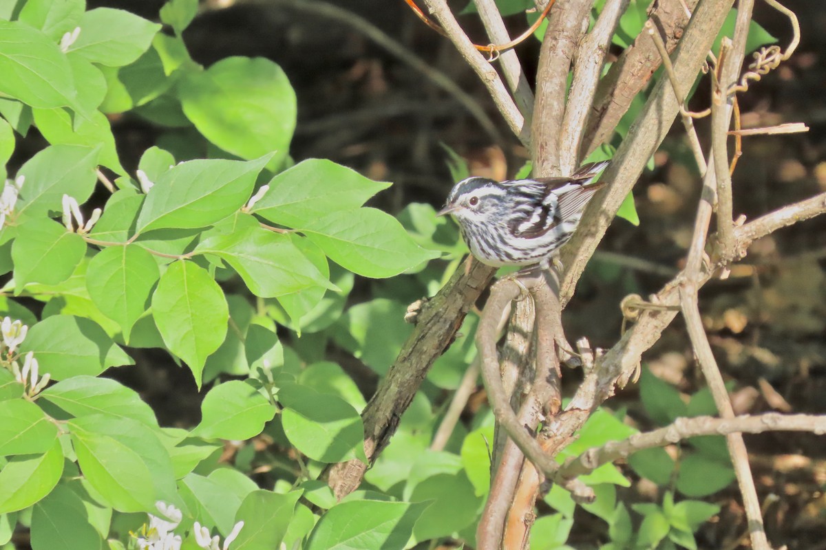 Black-and-white Warbler - ML617882462