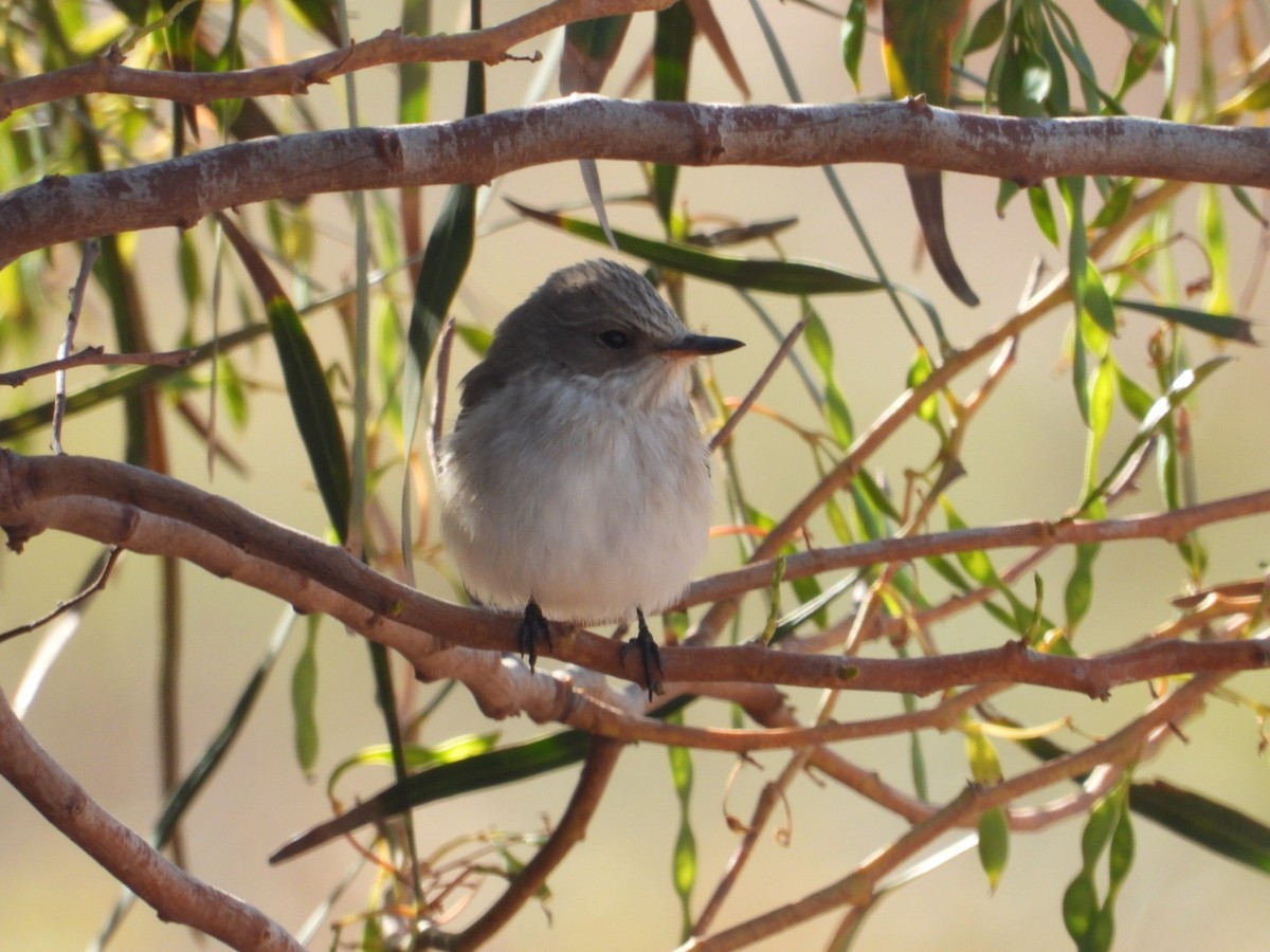 Spotted Flycatcher - ML617882482