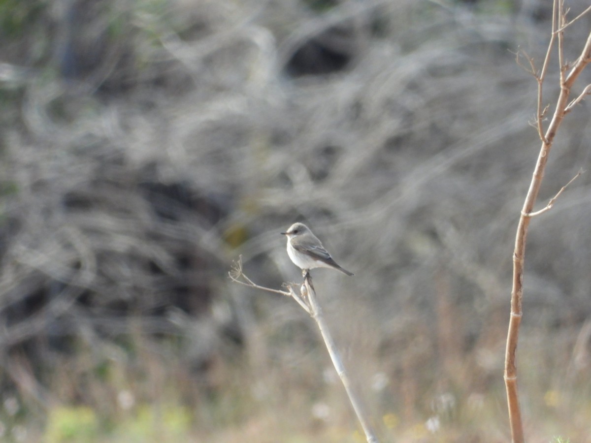 Spotted Flycatcher - ML617882483