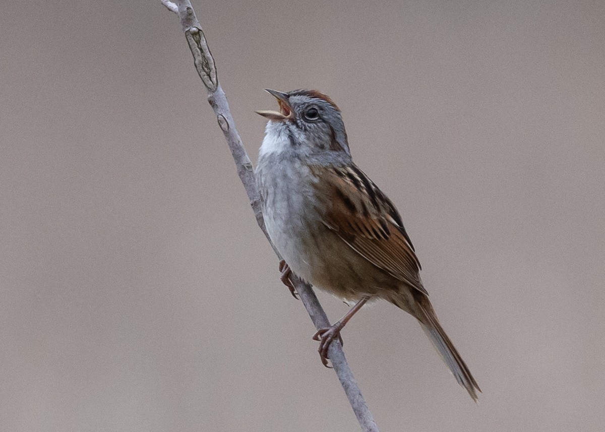 Swamp Sparrow - ML617882484