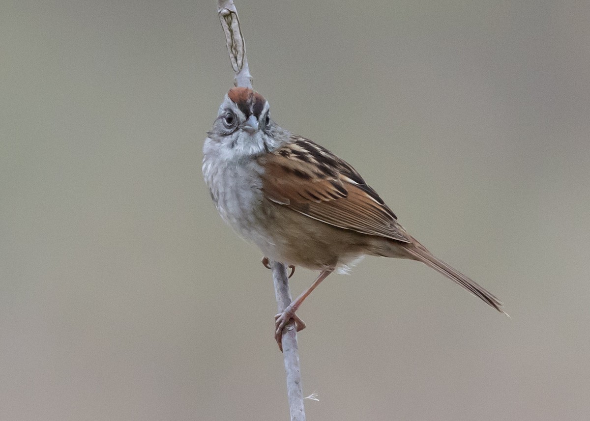 Swamp Sparrow - ML617882485