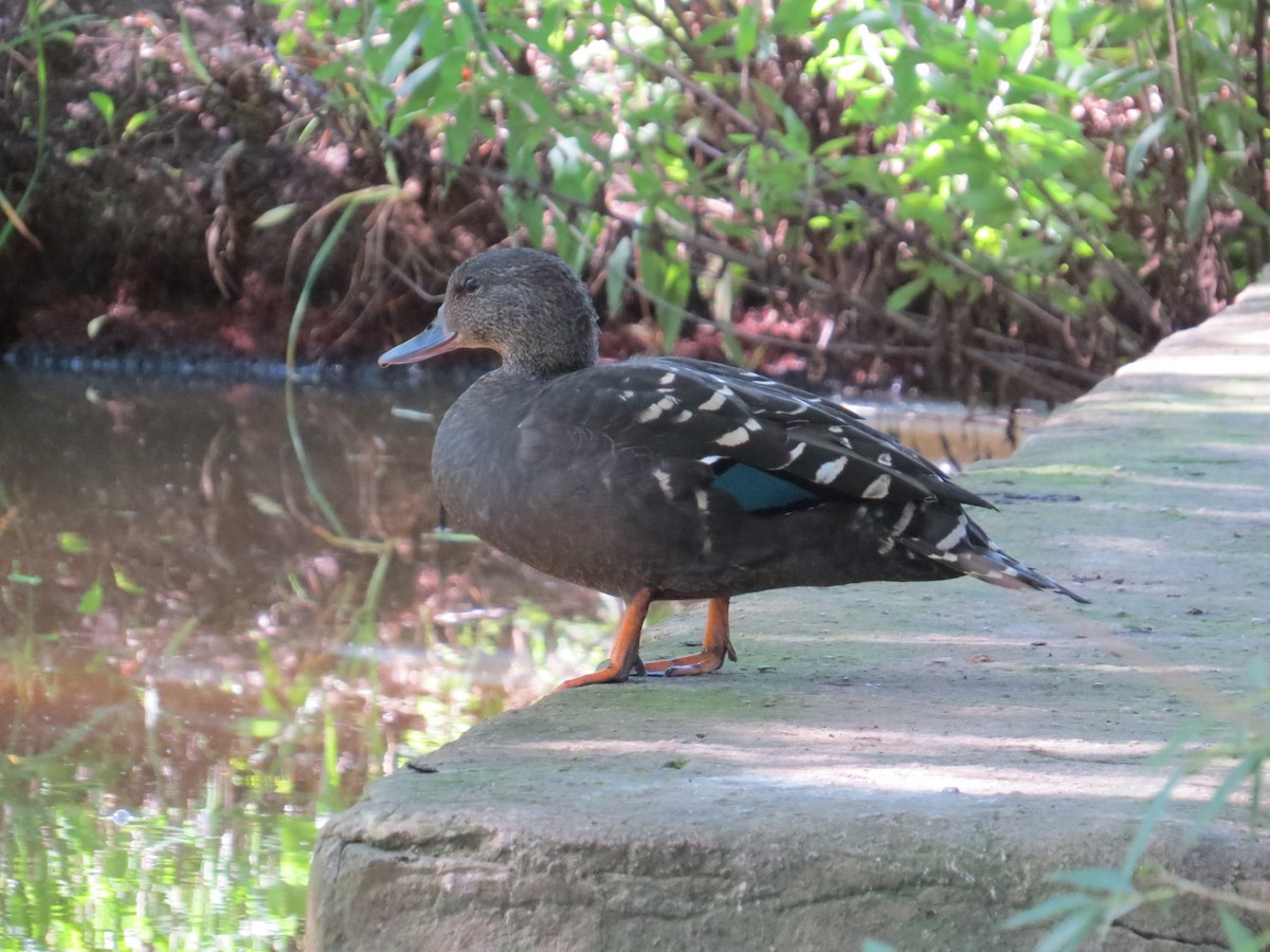 African Black Duck - ML617882515