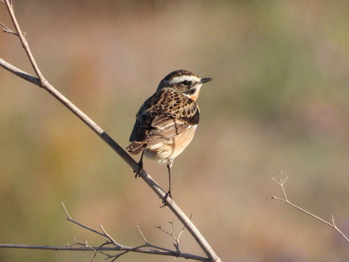 Whinchat - ML617882520