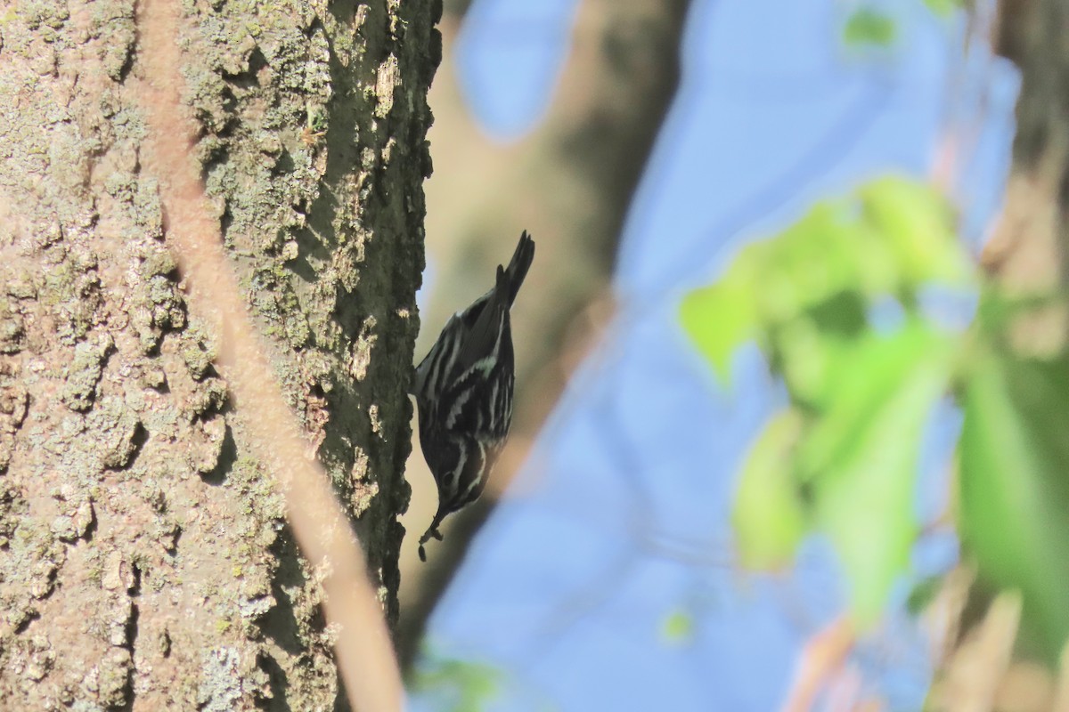 Black-and-white Warbler - ML617882526