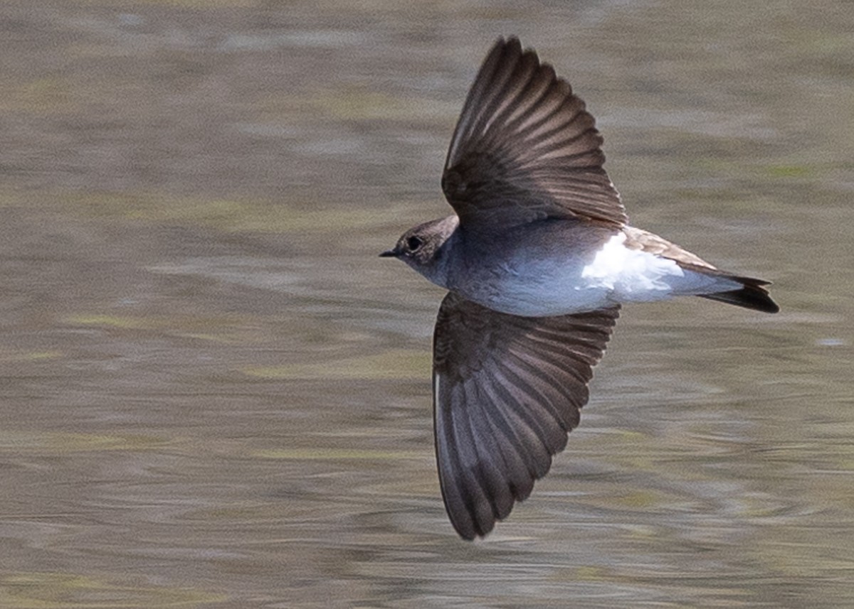 Northern Rough-winged Swallow - ML617882532