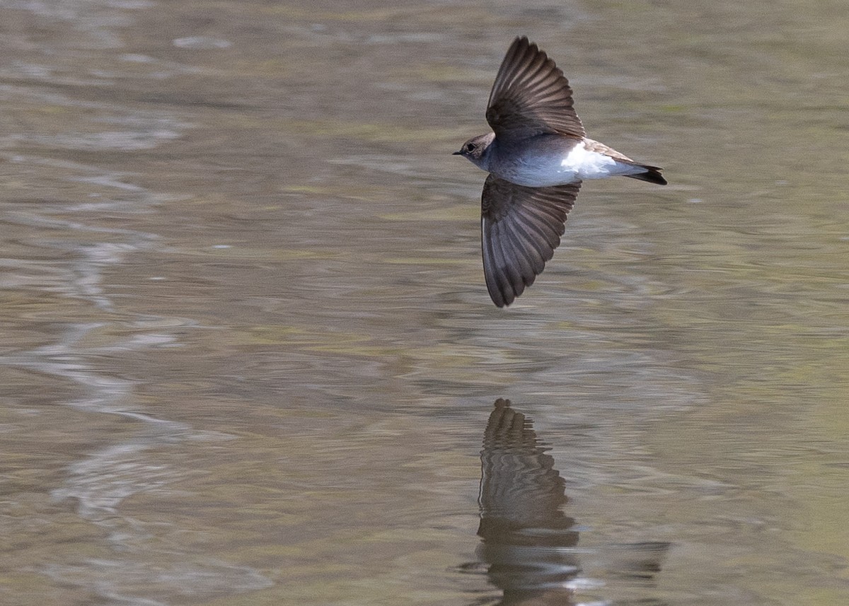 Northern Rough-winged Swallow - ML617882533