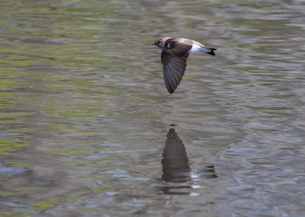 Northern Rough-winged Swallow - ML617882534