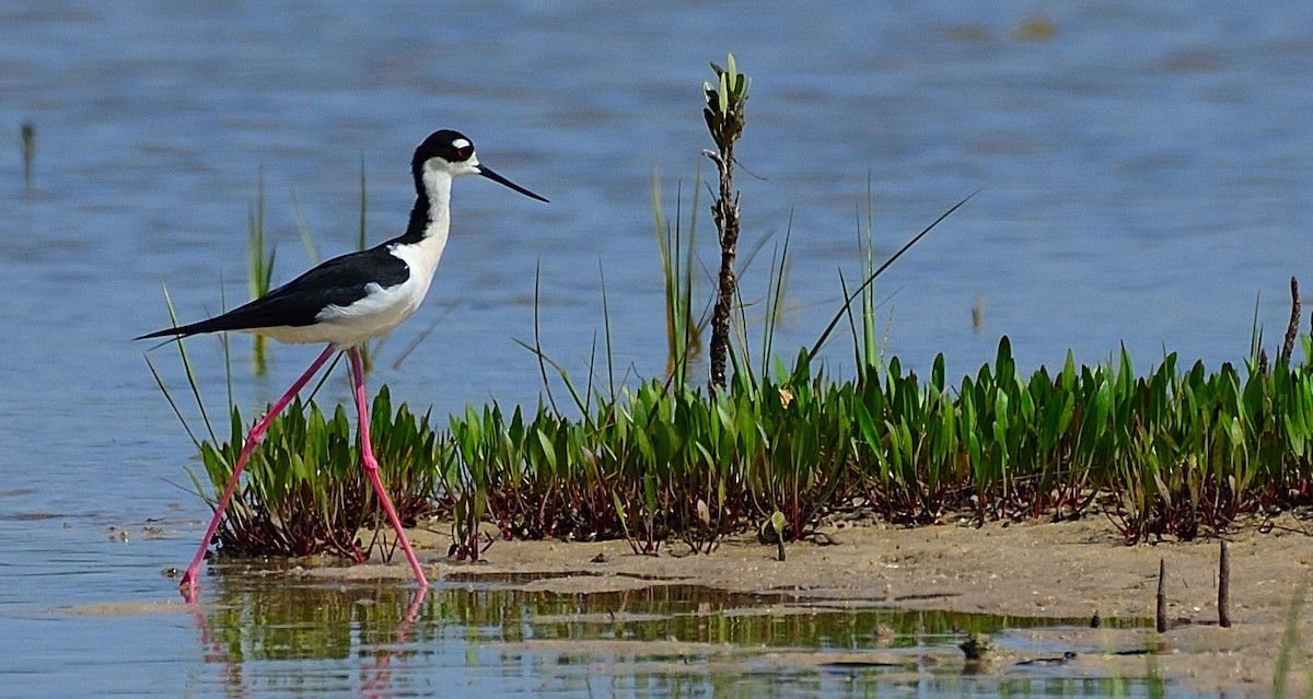 Black-necked Stilt - ML617882539