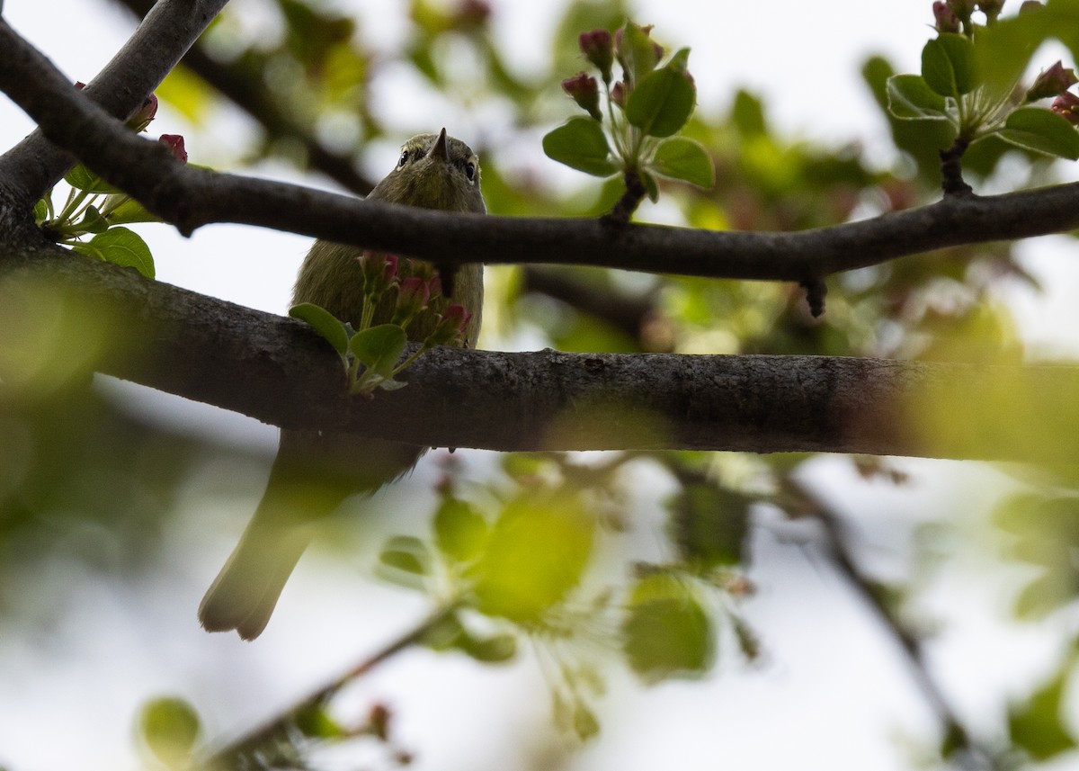 Orange-crowned Warbler - ML617882566