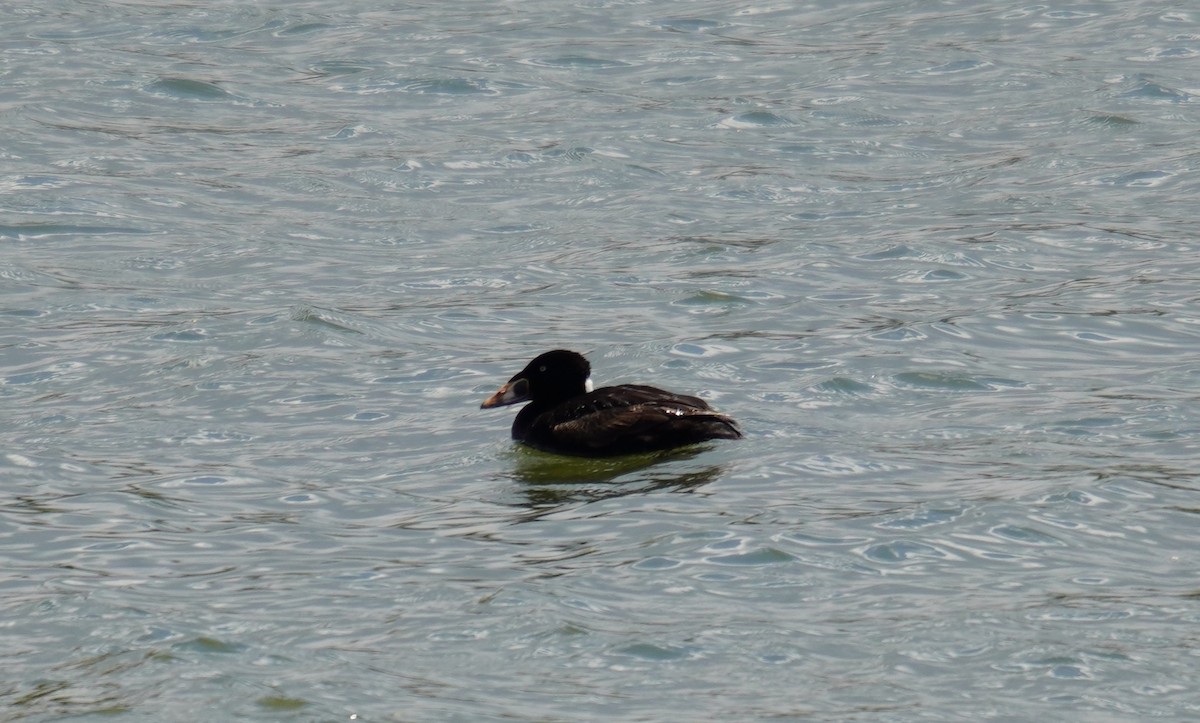 Surf Scoter - ML617882571