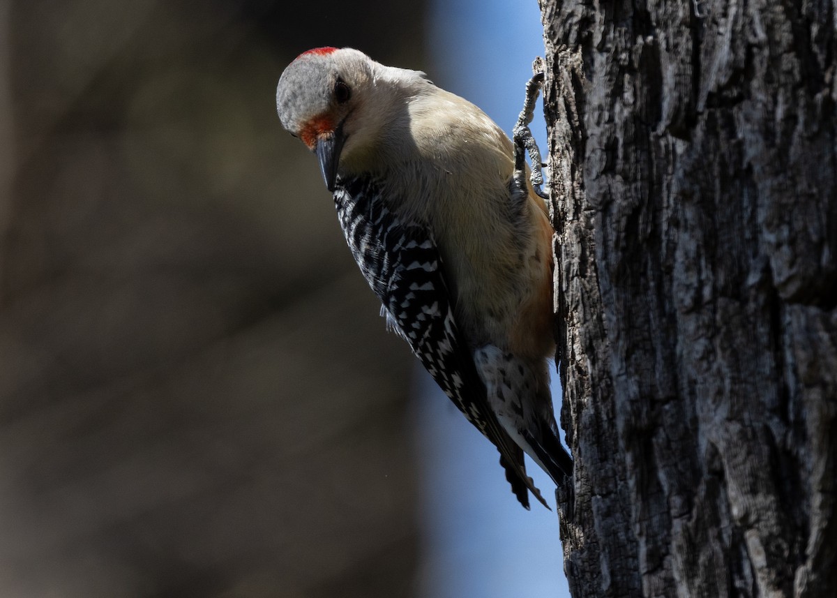 Red-bellied Woodpecker - ML617882579