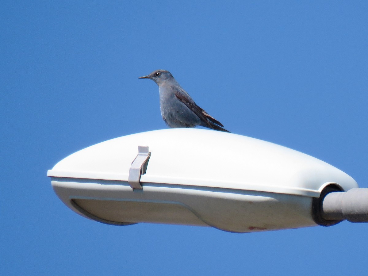 Blue Rock-Thrush - ML617882589