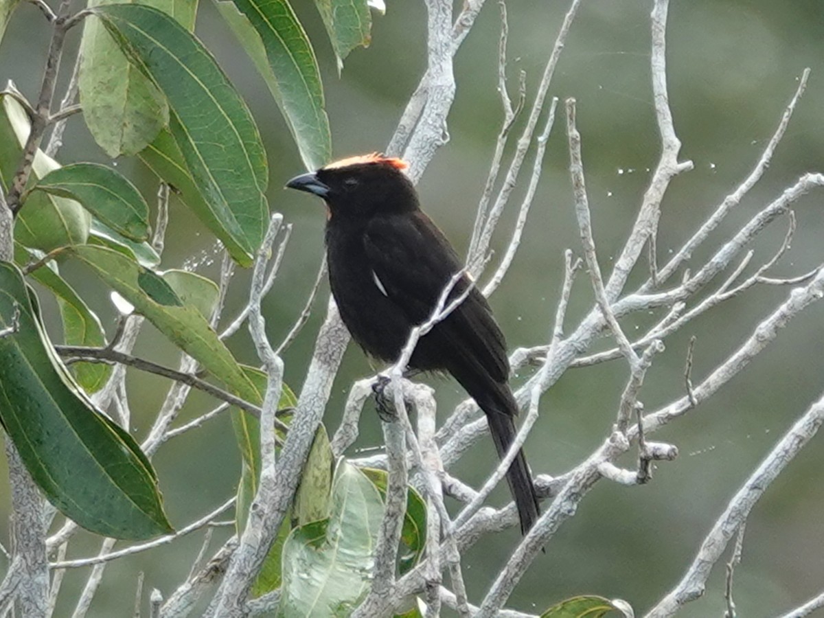 Flame-crested Tanager (Flame-crested) - ML617882596