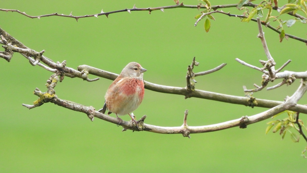 Eurasian Linnet - Andy  Woodward